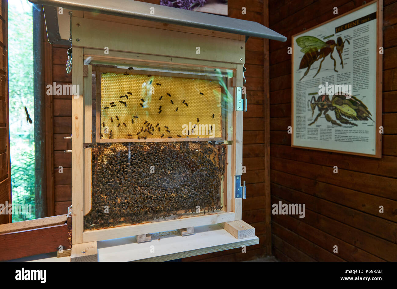 Nid d'abeilles et derrière une vitre dans une exposition avec l'école d'affichage Banque D'Images