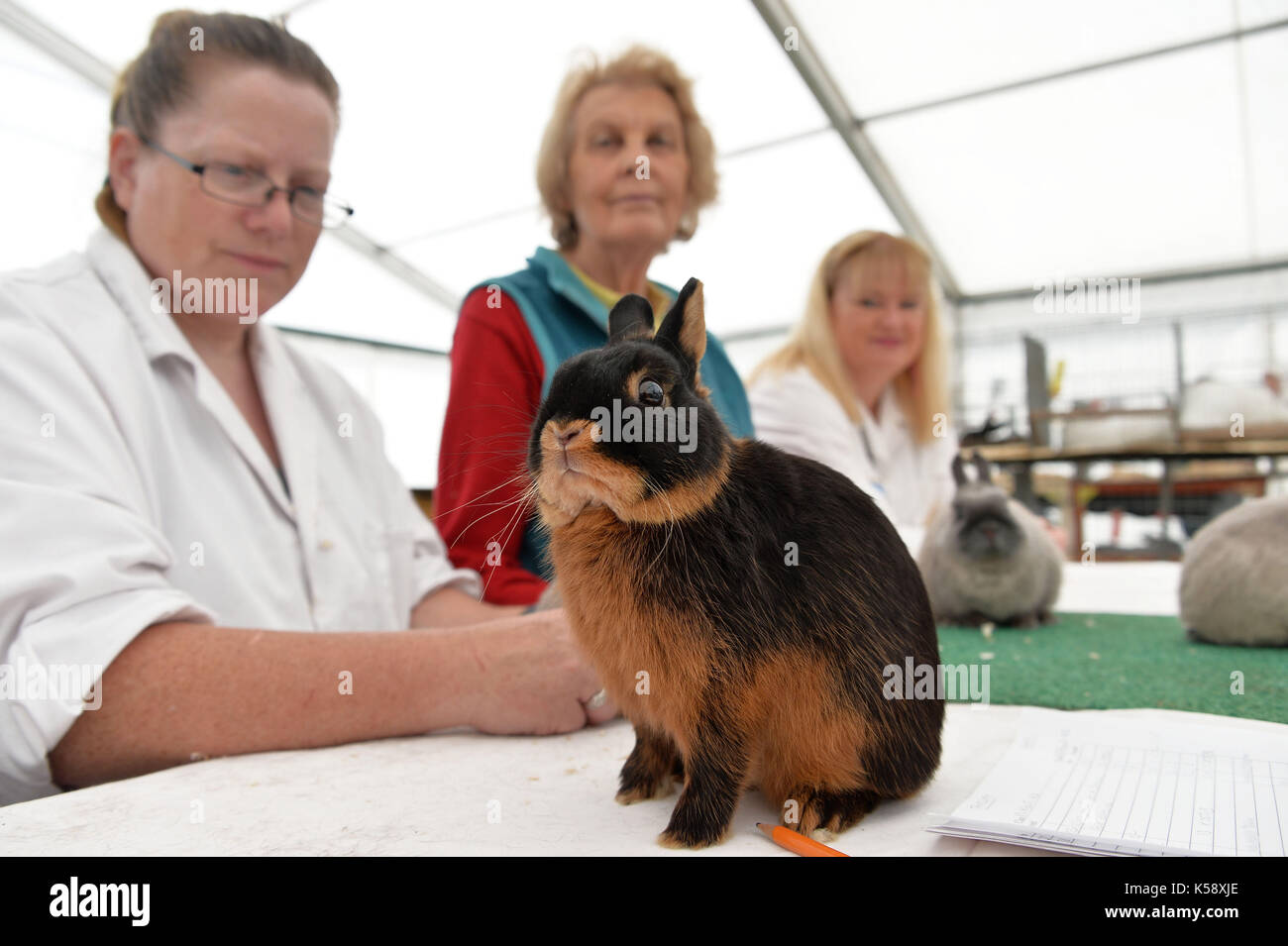 Sud de l'angleterre voir 2016 au ardingly showground, un lapin est examinée par les juges à un lapin show. Terry crédit applin Banque D'Images