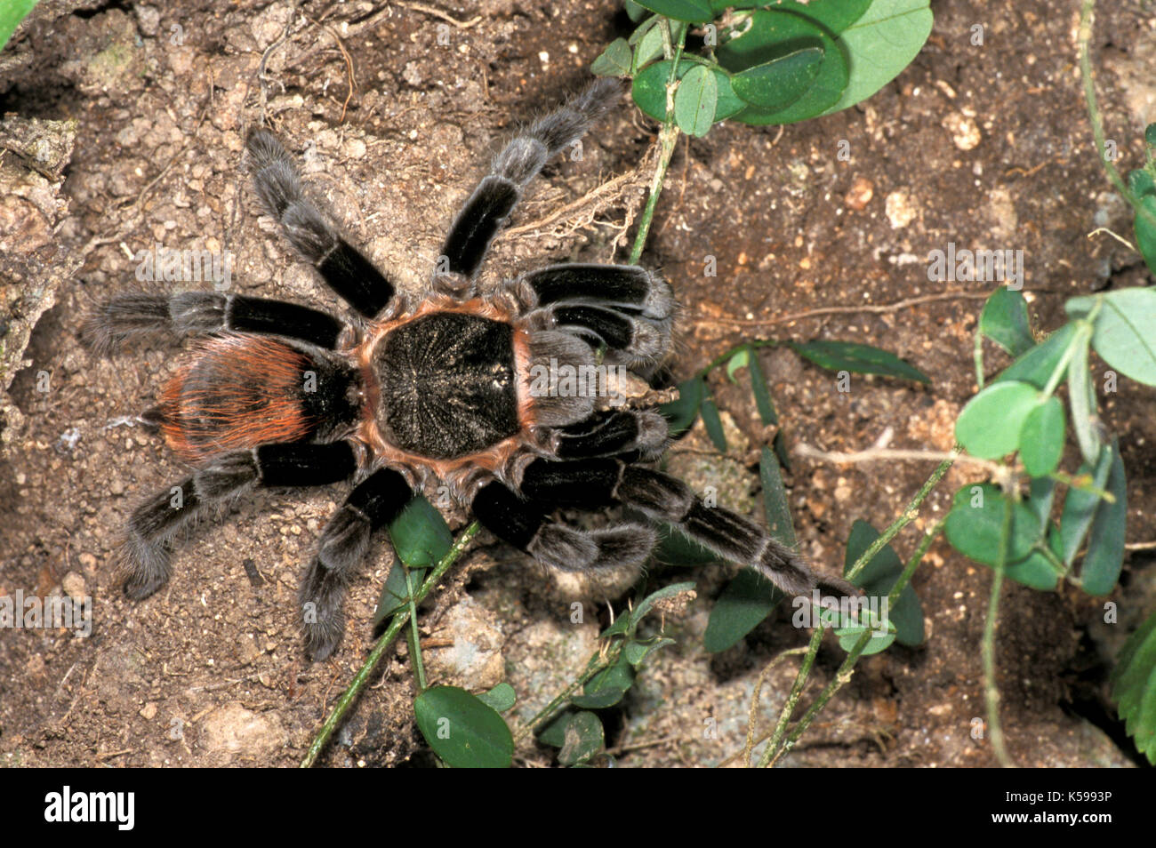 Tarantula, mygalomorphae, brachypelma vagans, Belize, par l'entrée des terriers la chasse nocturne, l'Amérique centrale, spider Banque D'Images