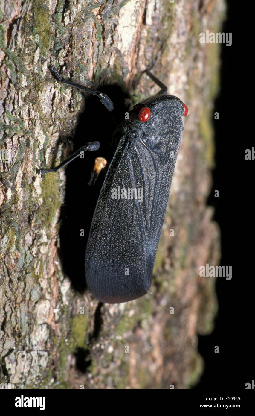 Red Tree Hopper Tree hopper Banque de photographies et d’images à haute résolution - Alamy