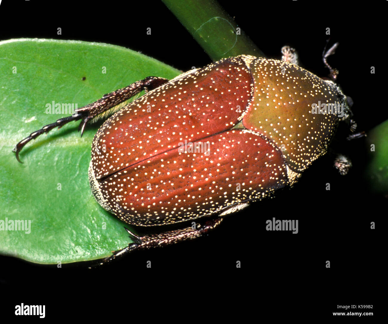 Scarabée, famille : scarabaeoidea, Belize, forme rouge Banque D'Images