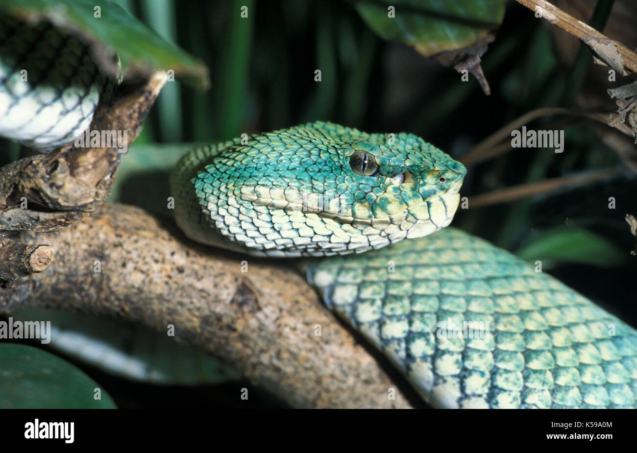 Wagler Pit Viper, trimeresurus wagleri Sabah, Bornéo, hautement venemous, portrait, visage Banque D'Images