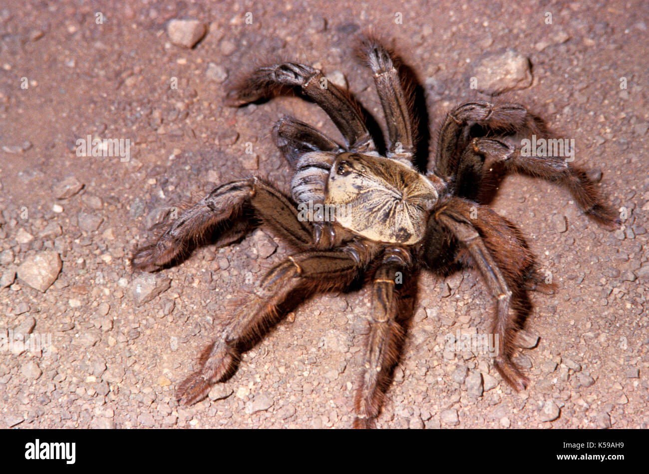 Tarantula, sp. inconnue, famille : theraphosidae, rez-habitation, Sabah Bornéo Banque D'Images