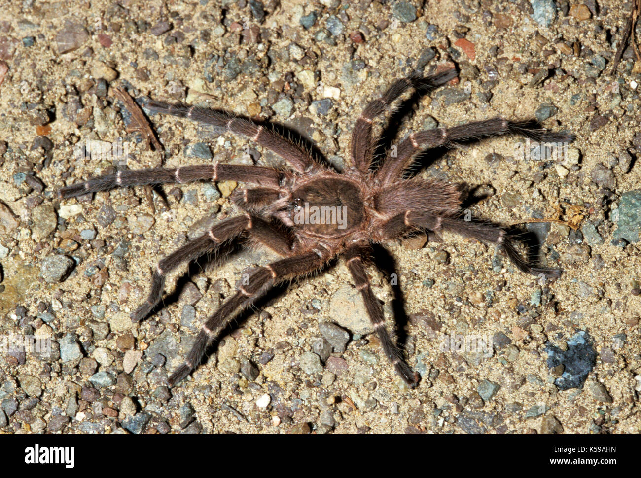 Tarantula, sp. inconnue, famille : theraphosidae, rez-habitation, Sabah Bornéo Banque D'Images