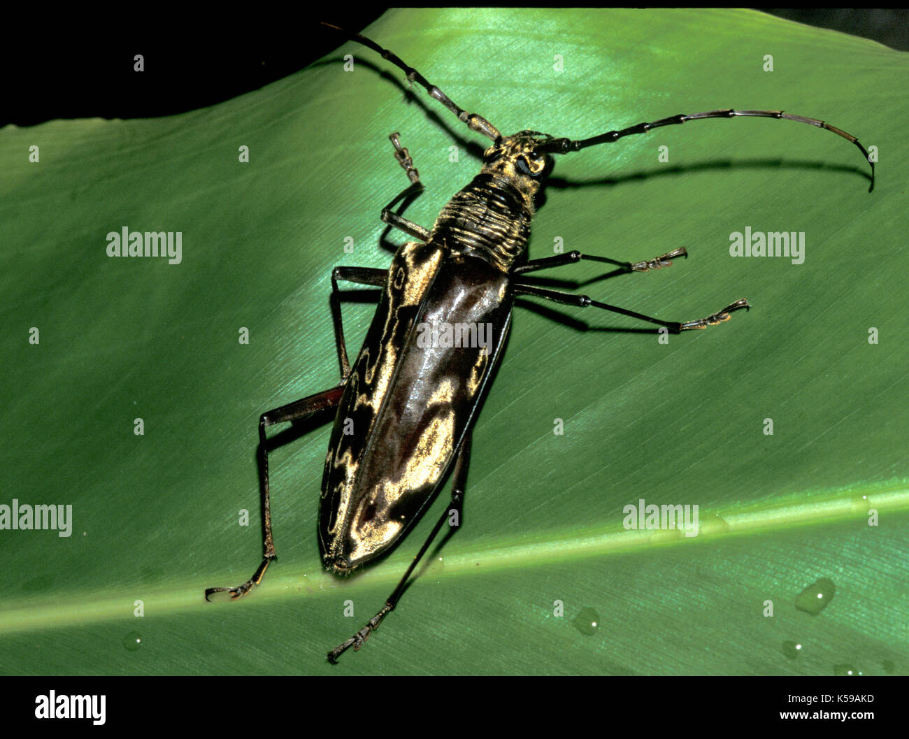 Longicorne asiatique, sur des feuilles de la forêt tropicale, Sabah, Bornéo, espèce de grande taille Banque D'Images