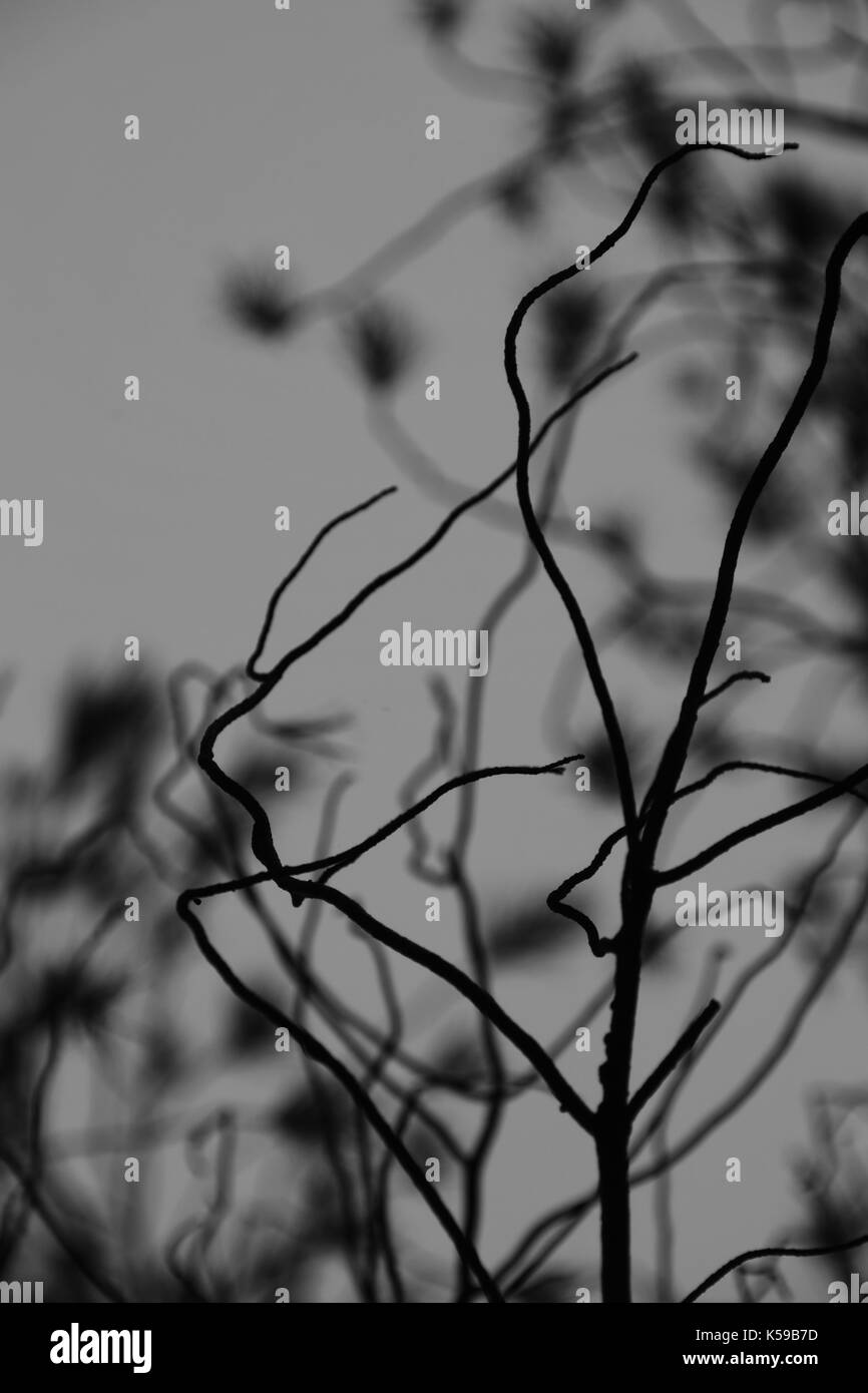 Les branches d'arbres abstract et gris ciel d'hiver. Banque D'Images