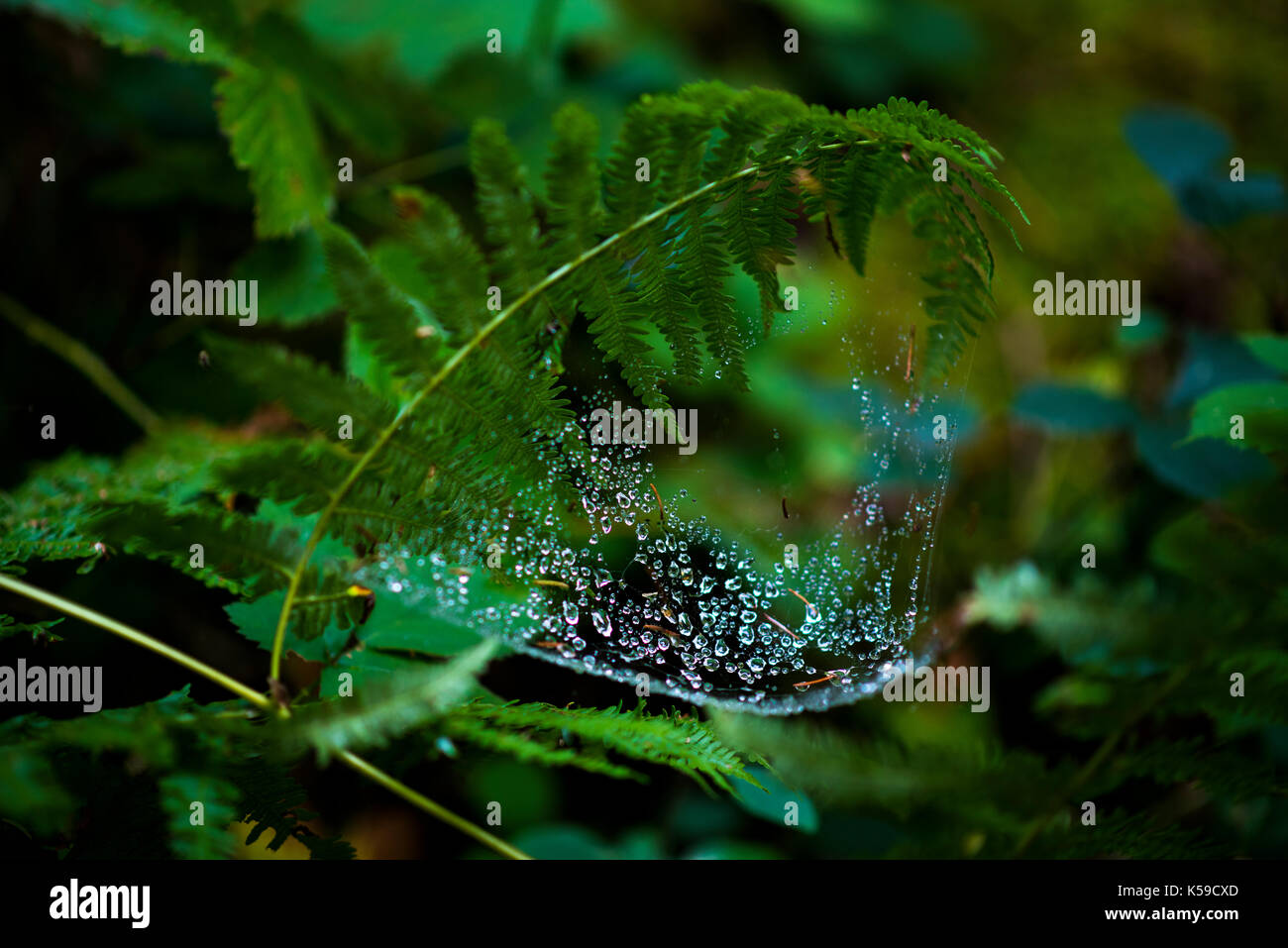 Feuilles de fougère. Araignée à gouttelettes, UK Banque D'Images