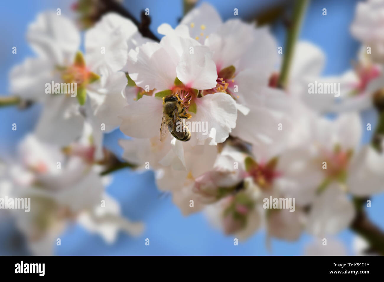La collecte de l'abeille le nectar des fleurs d'amandiers. printemps nature fond flou central. Banque D'Images