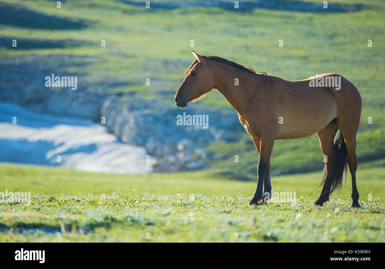 La gamme des chevaux sauvages pryor montagnes à proximité de Lovell, Wyoming. Banque D'Images
