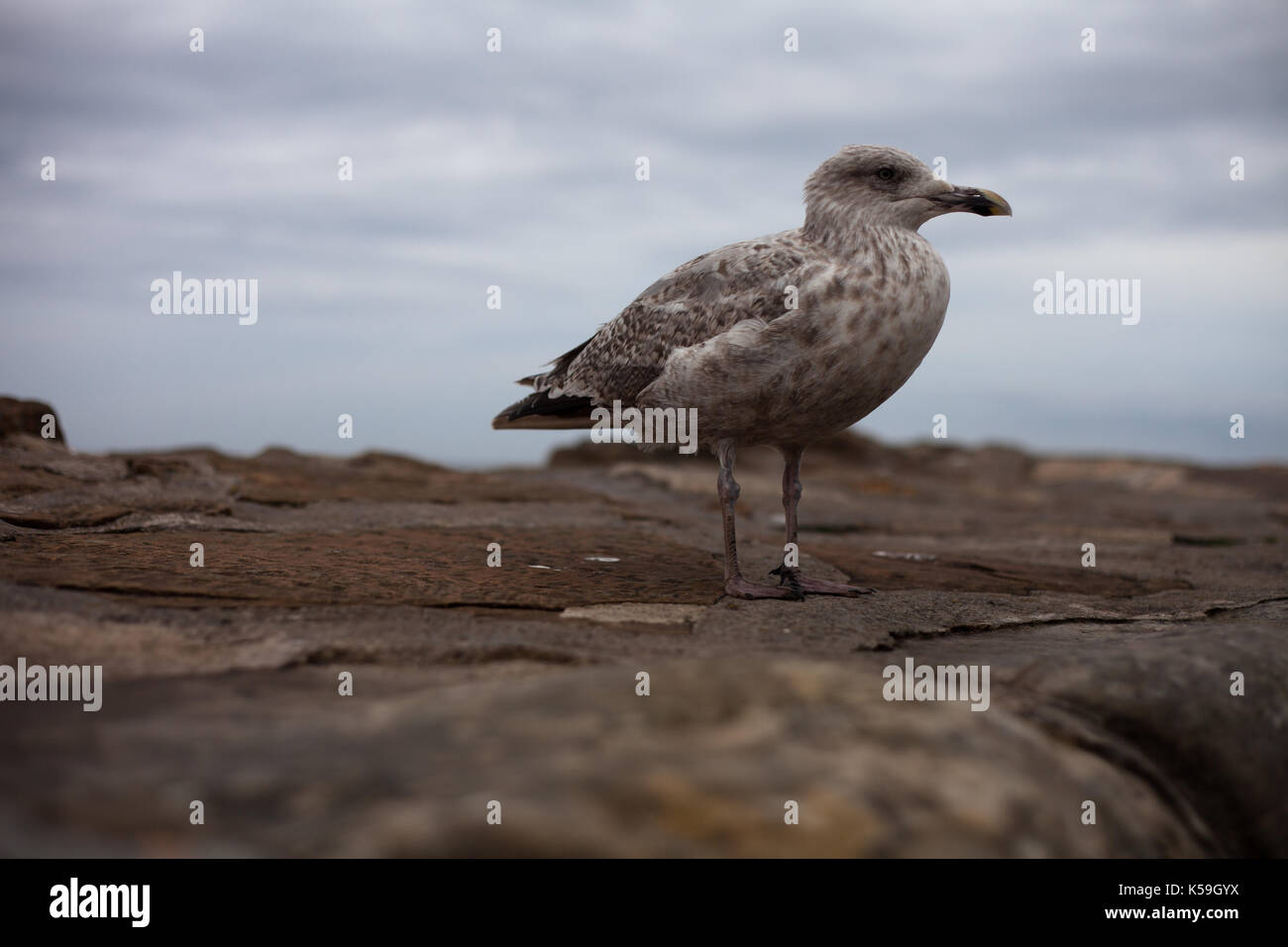 Seagull on rock, St Andrews, littoral, mer, Dundee, Écosse Banque D'Images