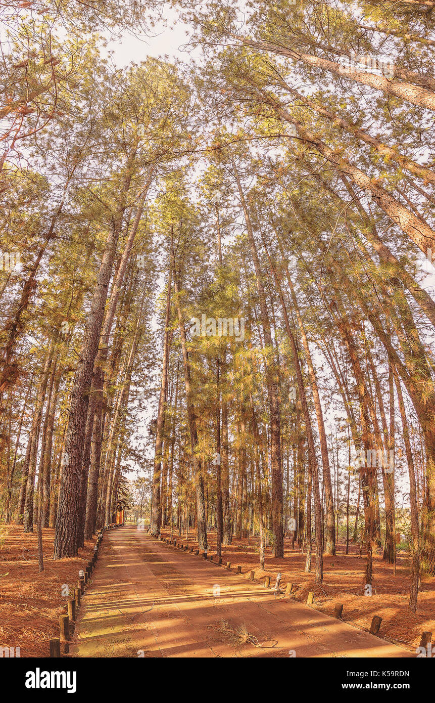 Chemin entouré de grands pins. Photo de l'après-midi, couleurs chaudes. Banque D'Images