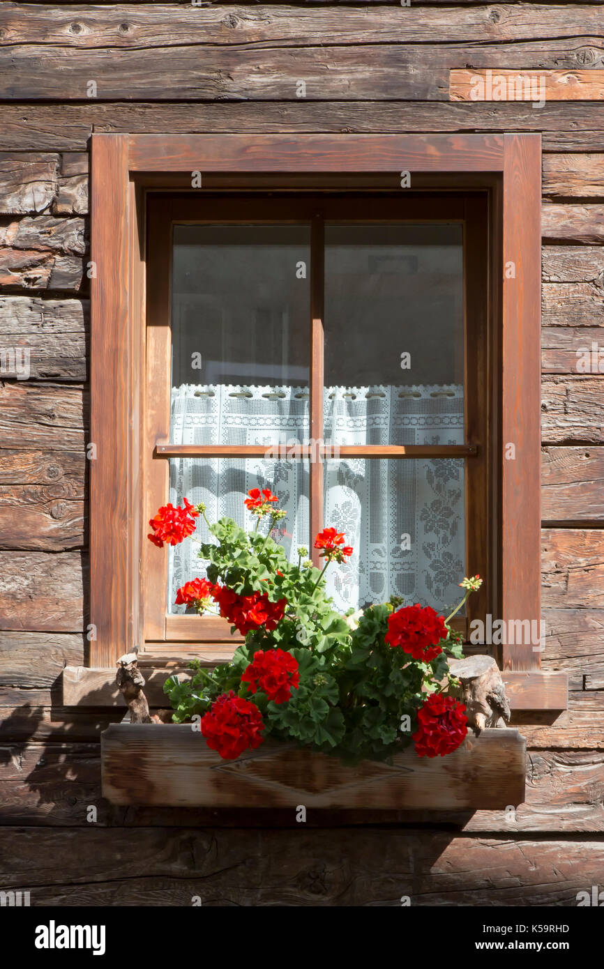 Géraniums rouges colorés dans une fenêtre de dialogue sur une maison en bois avec des rideaux filet accroché dans la fenêtre Banque D'Images