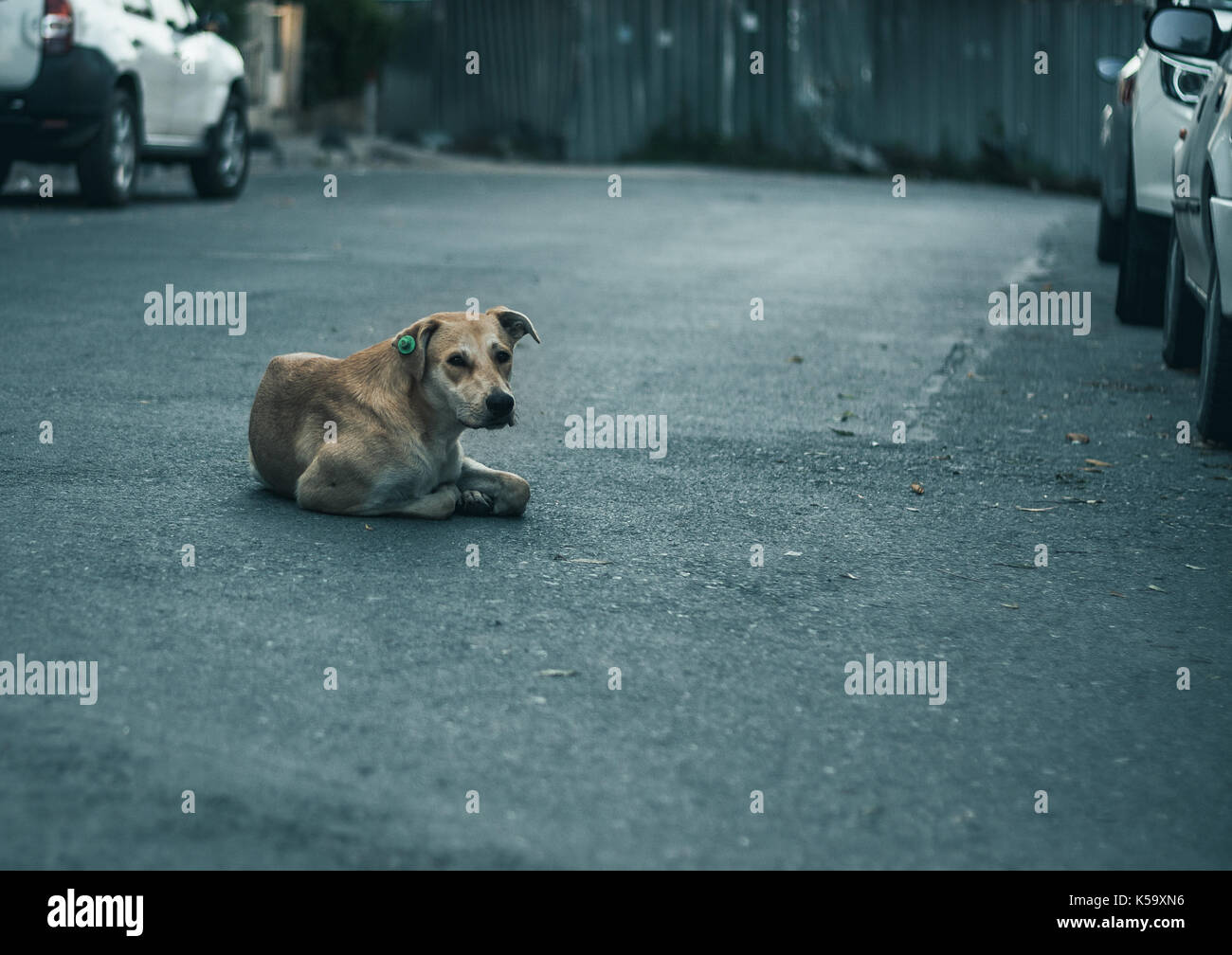 Chien couché sur la rue Banque D'Images