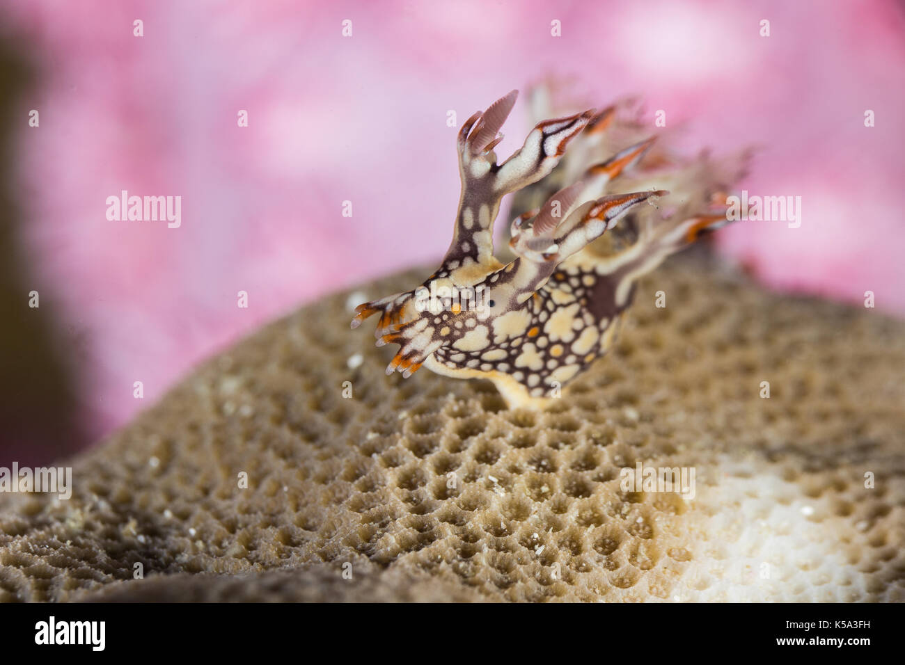 Bornella anguilla, nudibranche, limace de mer sur la barrière de corail Banque D'Images