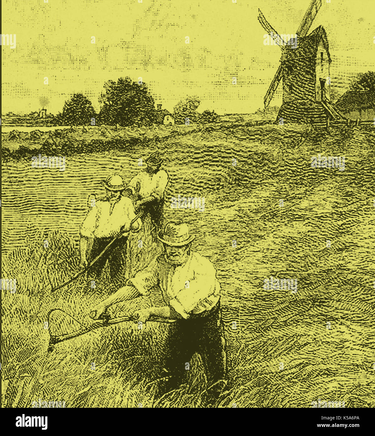 La récolte La récolte - Accueil - les hommes dans un champ de maïs avec le broyeur à maïs derrière eux. Banque D'Images