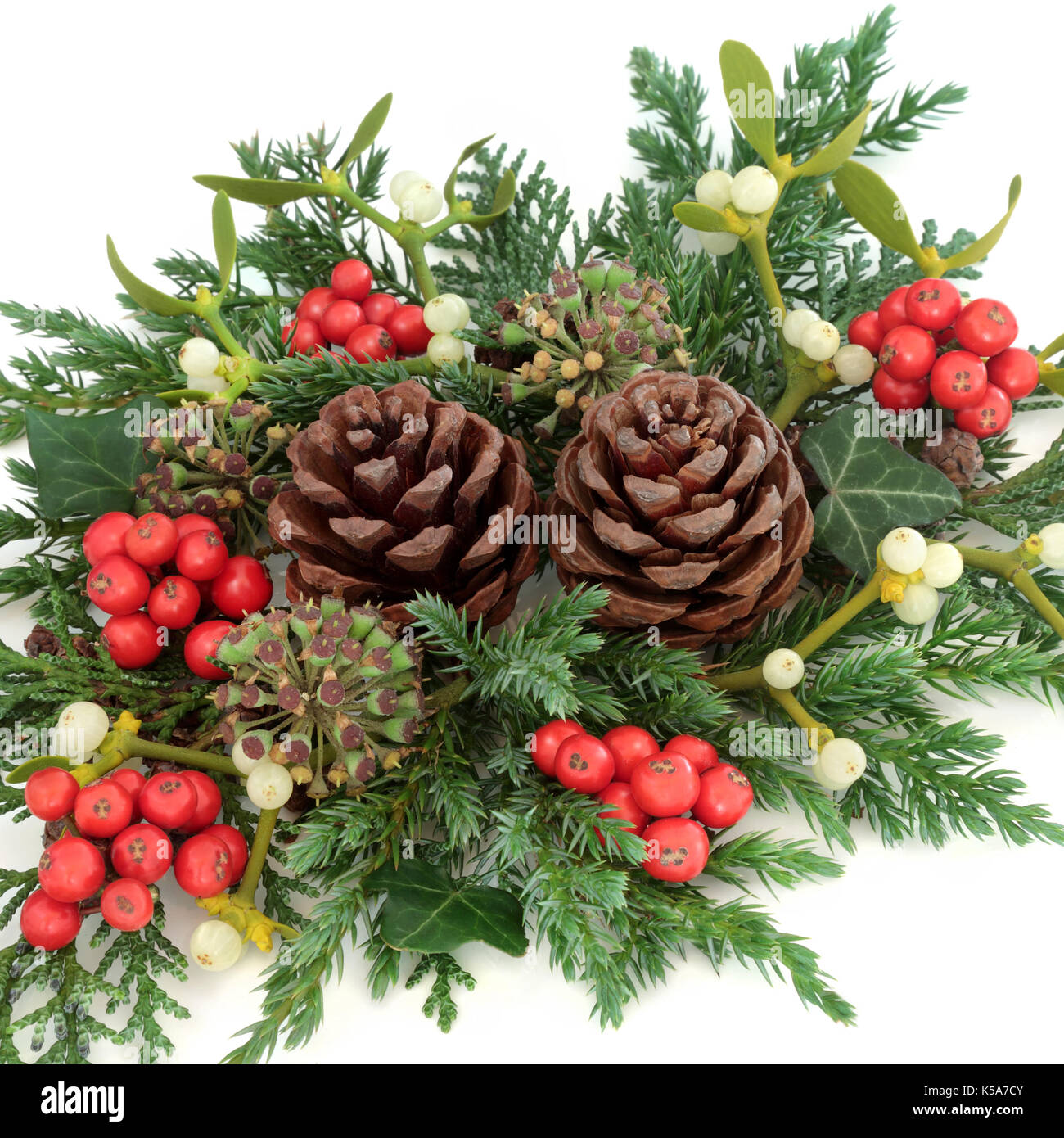 Décoration de Noël avec le houx, le lierre, le gui, de cèdre et de  genévrier branches des feuilles et des pommes de pin sur fond blanc Photo  Stock - Alamy