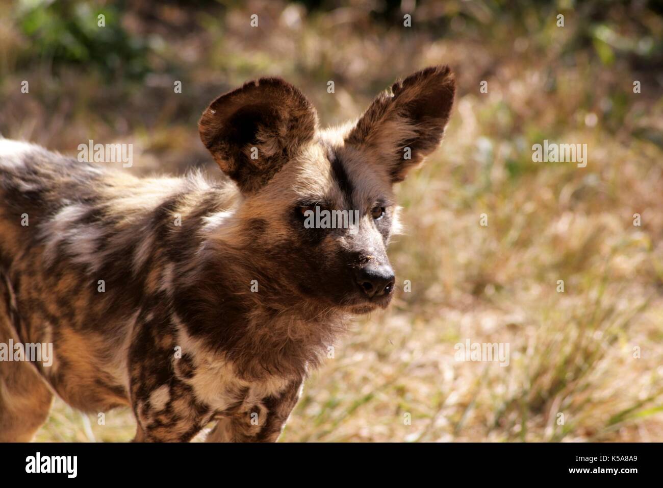 L'Afrique sauvage chien peint dans la province du Limpopo, Afrique du Sud Banque D'Images