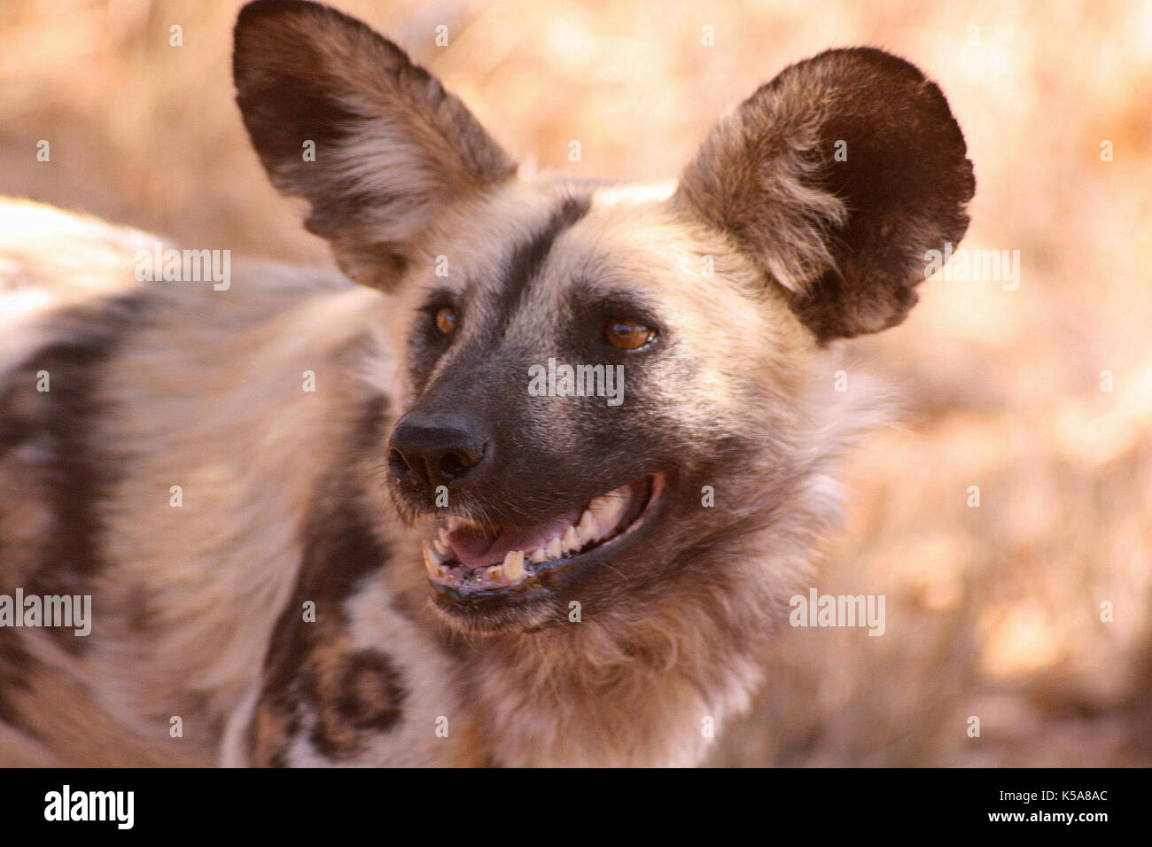 Portrait de chien de chasse sauvage d'Afrique dans la province du Limpopo, Afrique du Sud Banque D'Images