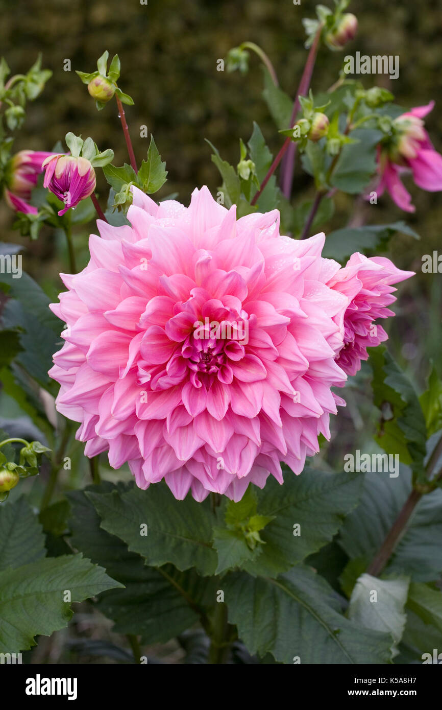 Dahlia 'Otto's thrill' fleurs. Banque D'Images