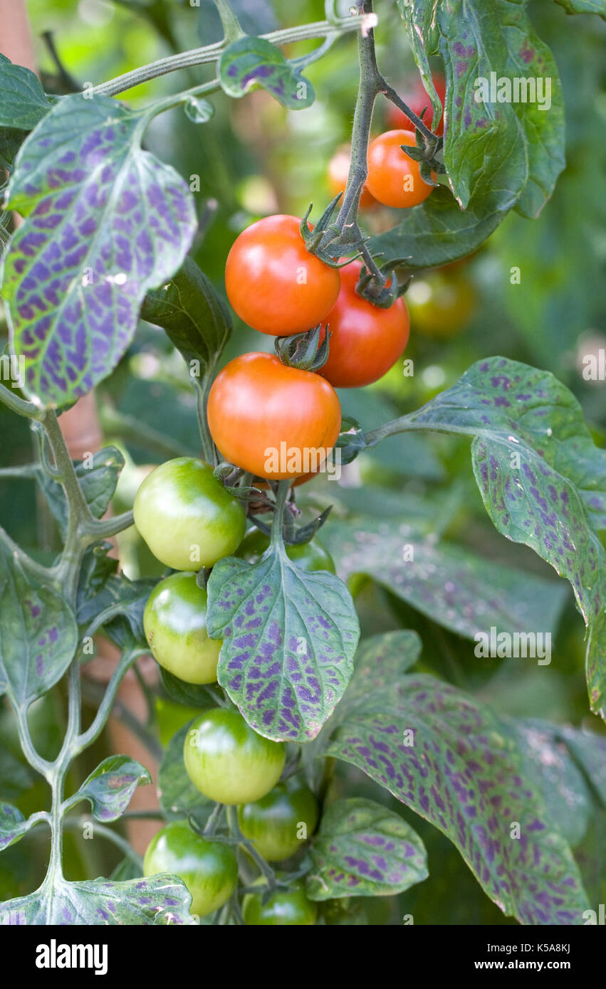 Le mûrissement des tomates Lycopersicon esculentum. sur la vigne. Banque D'Images