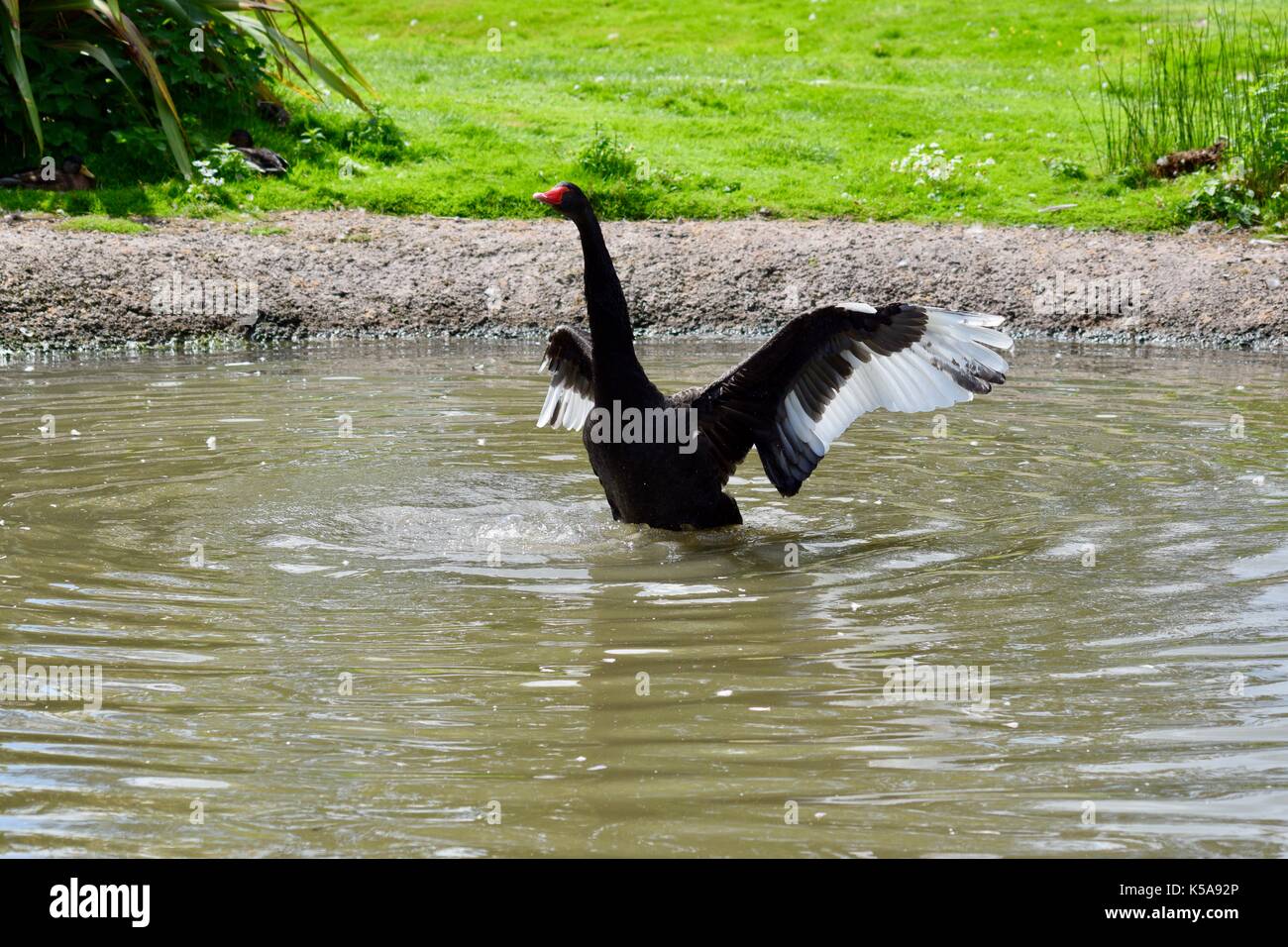 Oiseaux de Slimbridge dans Gloucester cygnes noirs Banque D'Images