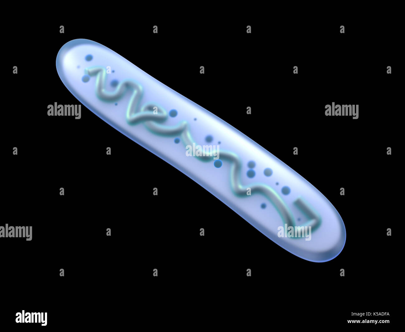 Lactobacillus bacteria Banque de photographies et d'images à haute  résolution - Alamy