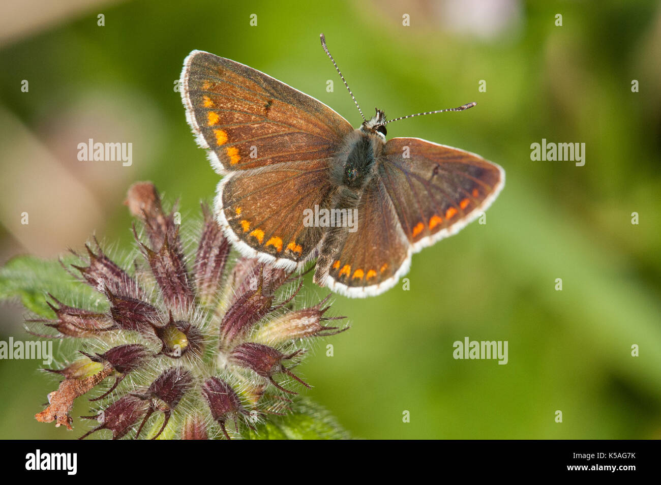 Marron Argus papillon soleil Banque D'Images