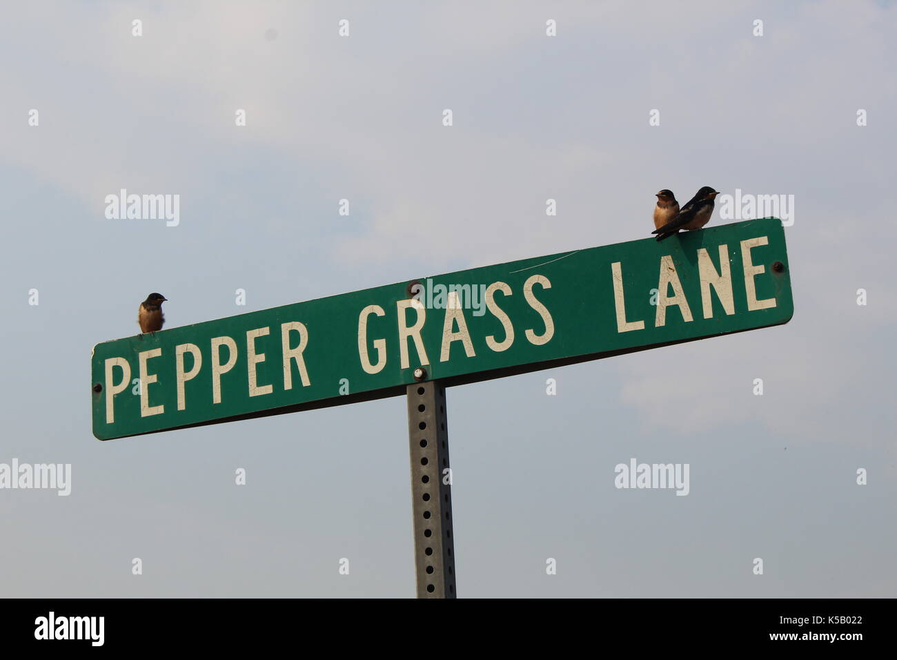 Trois petits oiseaux assis sur le poivre grass lane street sign at Fountain Creek Regional Park Banque D'Images