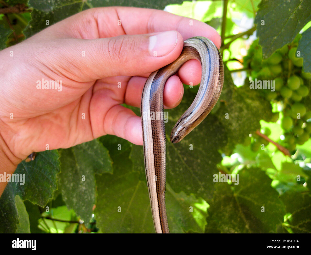 Anguis fragilis. lézard sans pattes la fusée dans la main de l'homme Banque D'Images