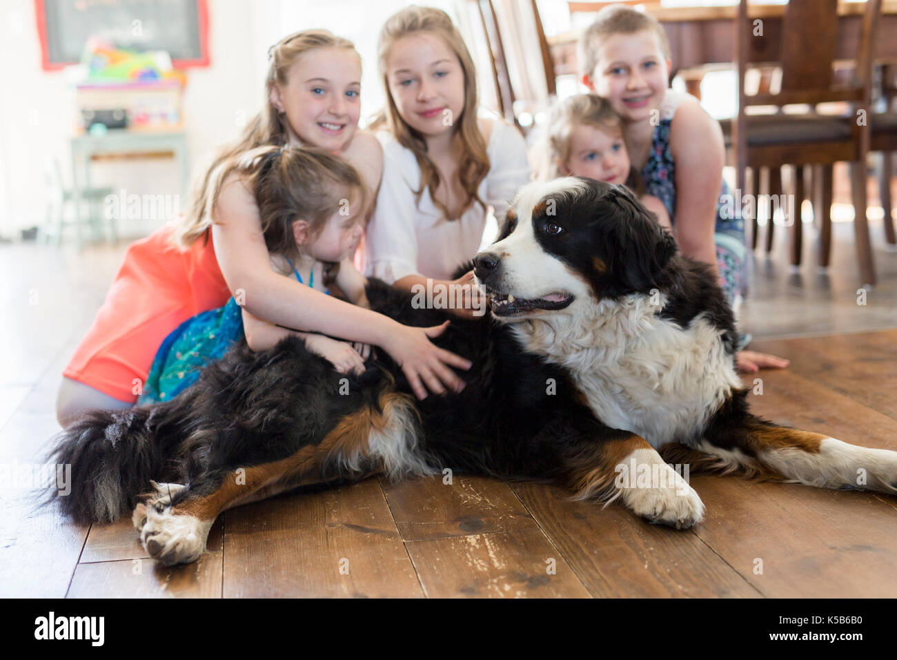 Les filles sur le plancher avec les bernois Banque D'Images
