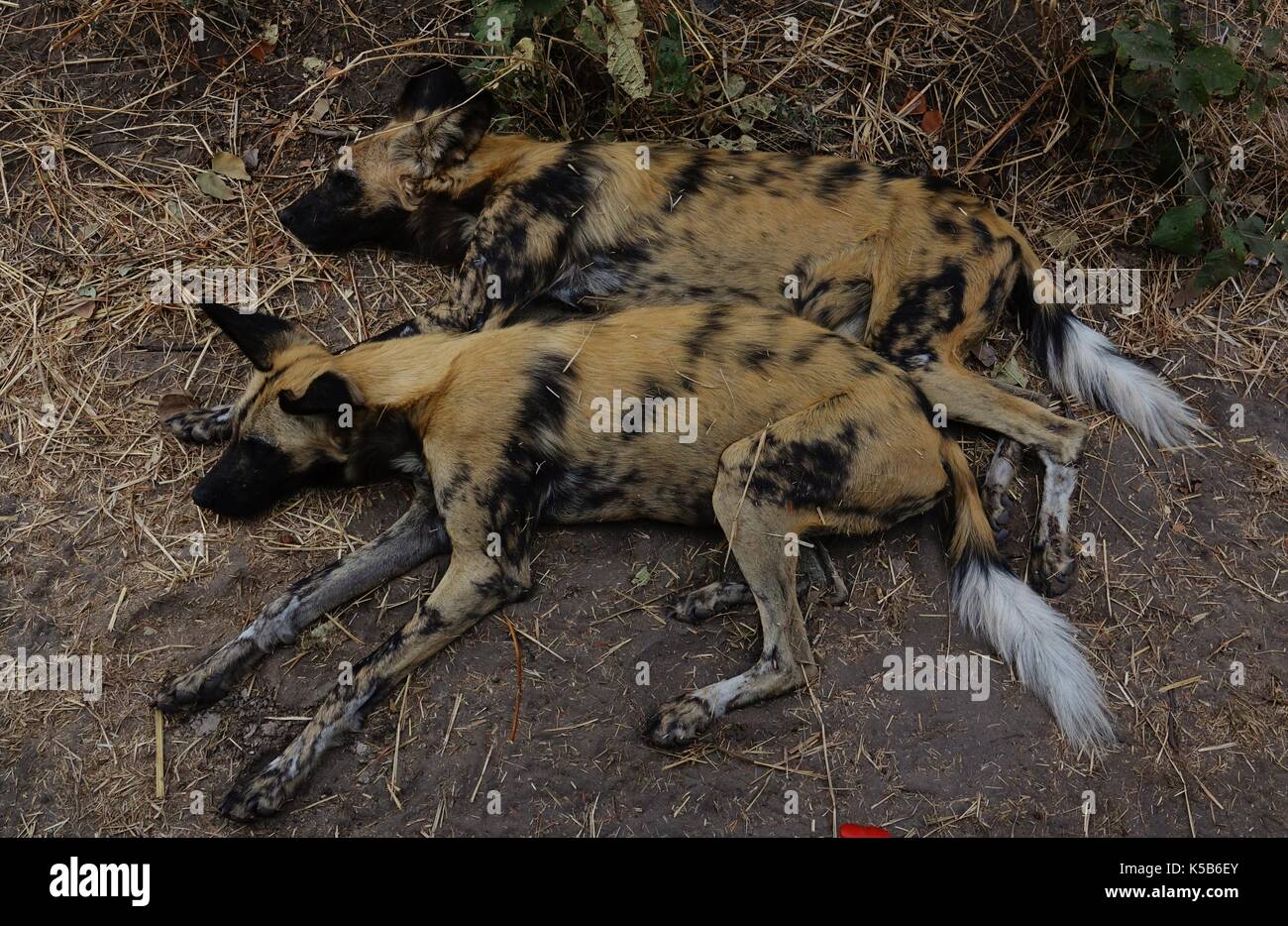 Deux couchage chiens sauvages d'afrique Banque D'Images