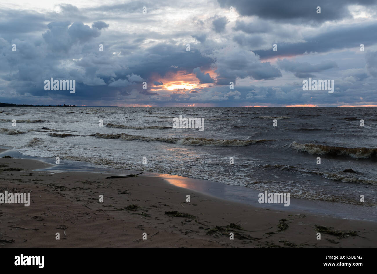 Plage sauvage de la mer Baltique.. le golfe de Finlande, Russie Banque D'Images