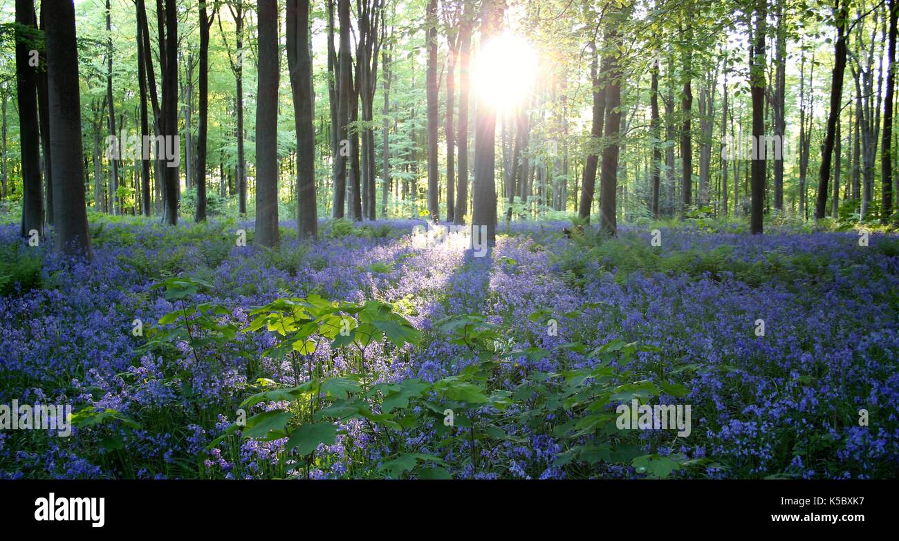 Jacinthes des bois de l'ouest au coucher du soleil Banque D'Images