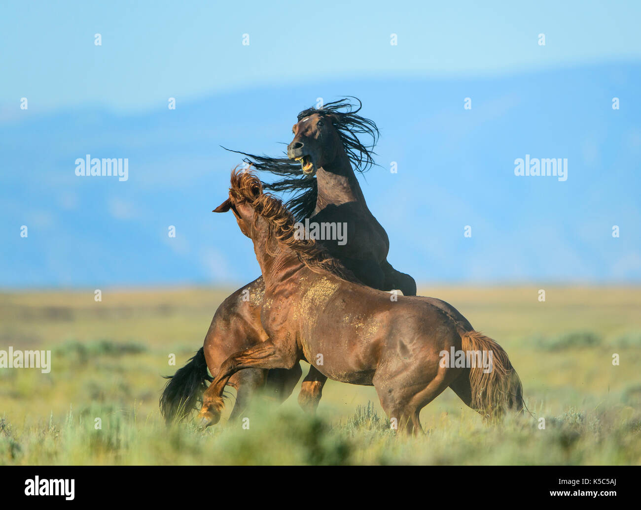 Combats d'étalons de chevaux sauvages (Equus ferus), ouest des États-Unis Banque D'Images