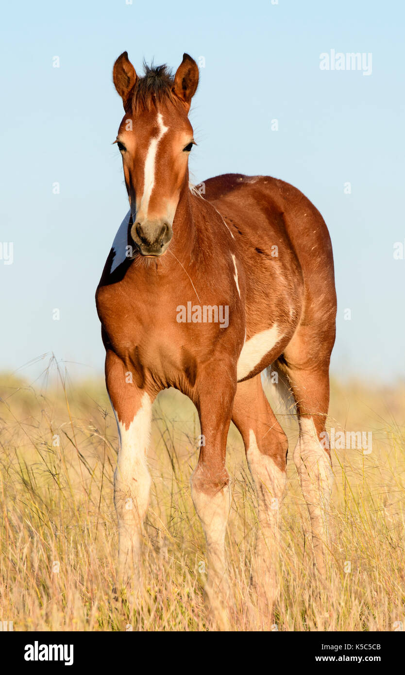 Wild horse colt (Equus ferus), ouest des États-Unis Banque D'Images