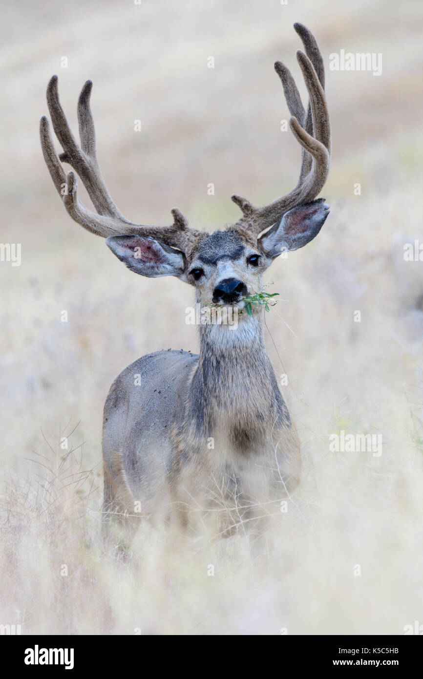 Buck le Cerf mulet (Odocoileus hemionus), dans l'ouest de l'Amérique du Nord Banque D'Images