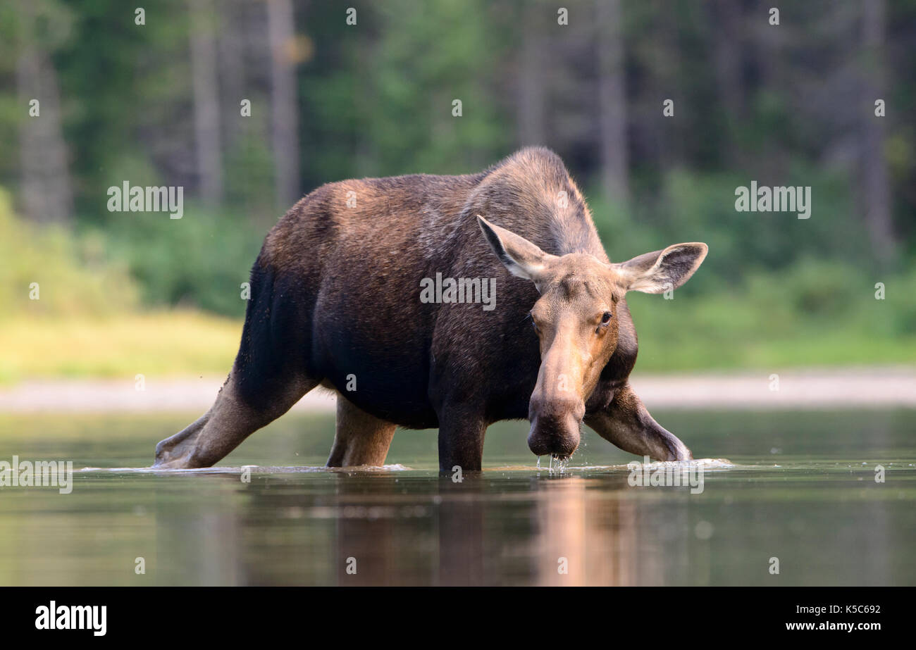 Les orignaux (Alces alces), dans l'ouest de l'amérique du nord Banque D'Images Les orignaux (Alces alces), dans l'ouest de l'amérique du nord Banque D'Images