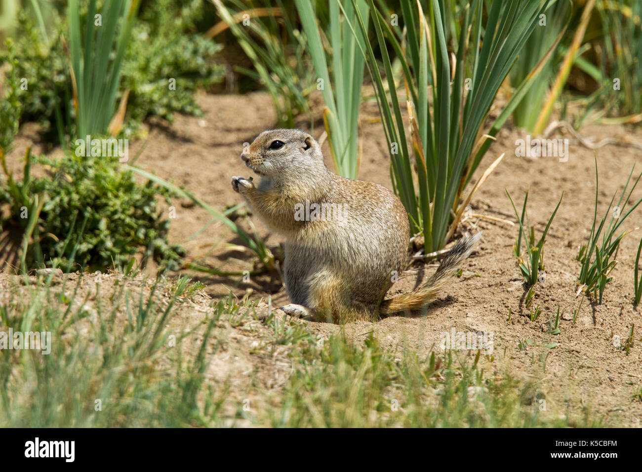 Spermophile de Wyoming urocitellus elegans arapaho National Wildlife Refuge, Colorado, United States 8 juillet 2017 formulaire sciuridae adultes Banque D'Images