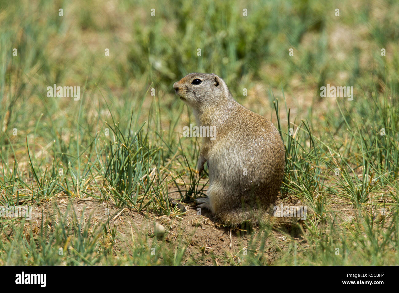 Spermophile de Wyoming urocitellus elegans arapaho National Wildlife Refuge, Colorado, United States 8 juillet 2017 formulaire sciuridae adultes Banque D'Images