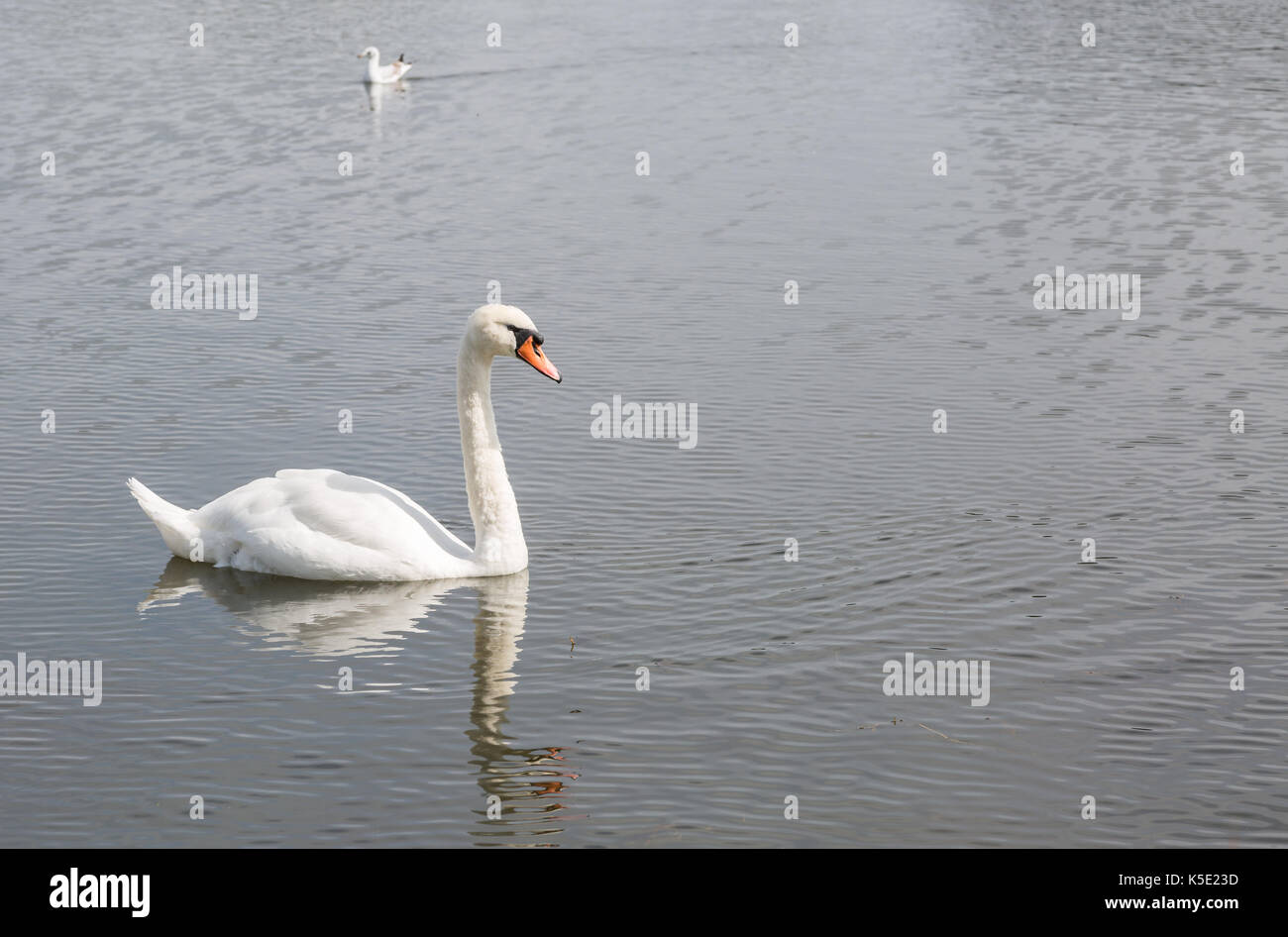 Belle piscine nage lentement dans un lac Banque D'Images