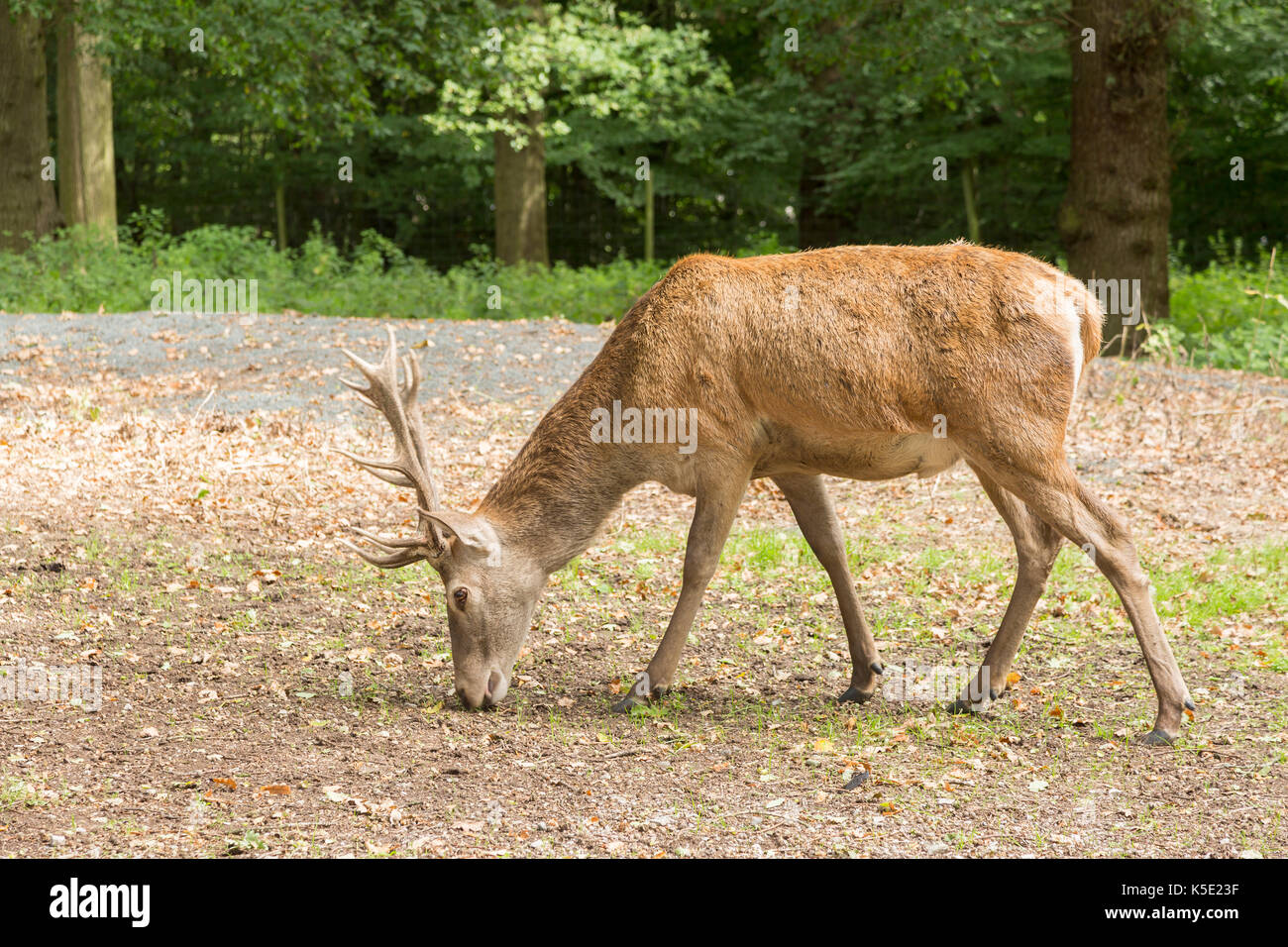 Red Deer en quête de glands en bois typiquement britannique Banque D'Images