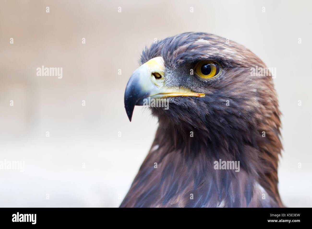 Portrait of a sauvé l'aigle royal Banque D'Images