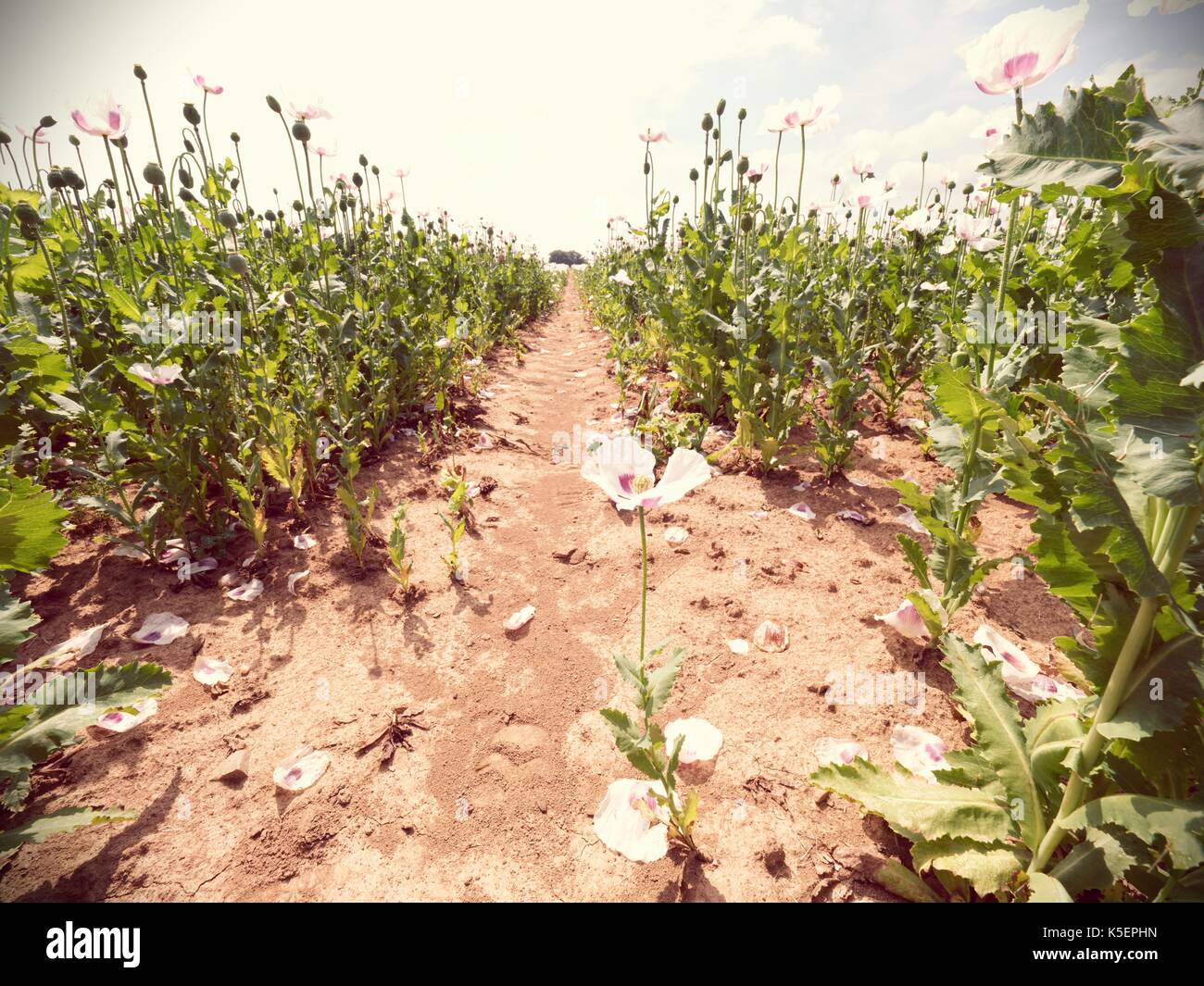 Coquelicots sur journée ensoleillée. blanc rose fleur de pavot hybrides en grand champ. Belle fraîcheur du pavot. Banque D'Images
