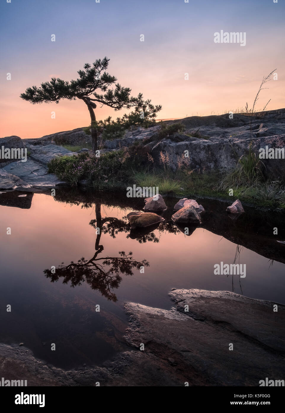 Belle réflexion arbre de pin avec le coucher du soleil à soirée d'été à côte, Finlande Banque D'Images