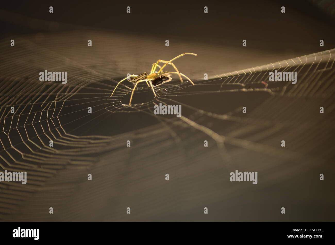 Sur spider spider web Banque D'Images