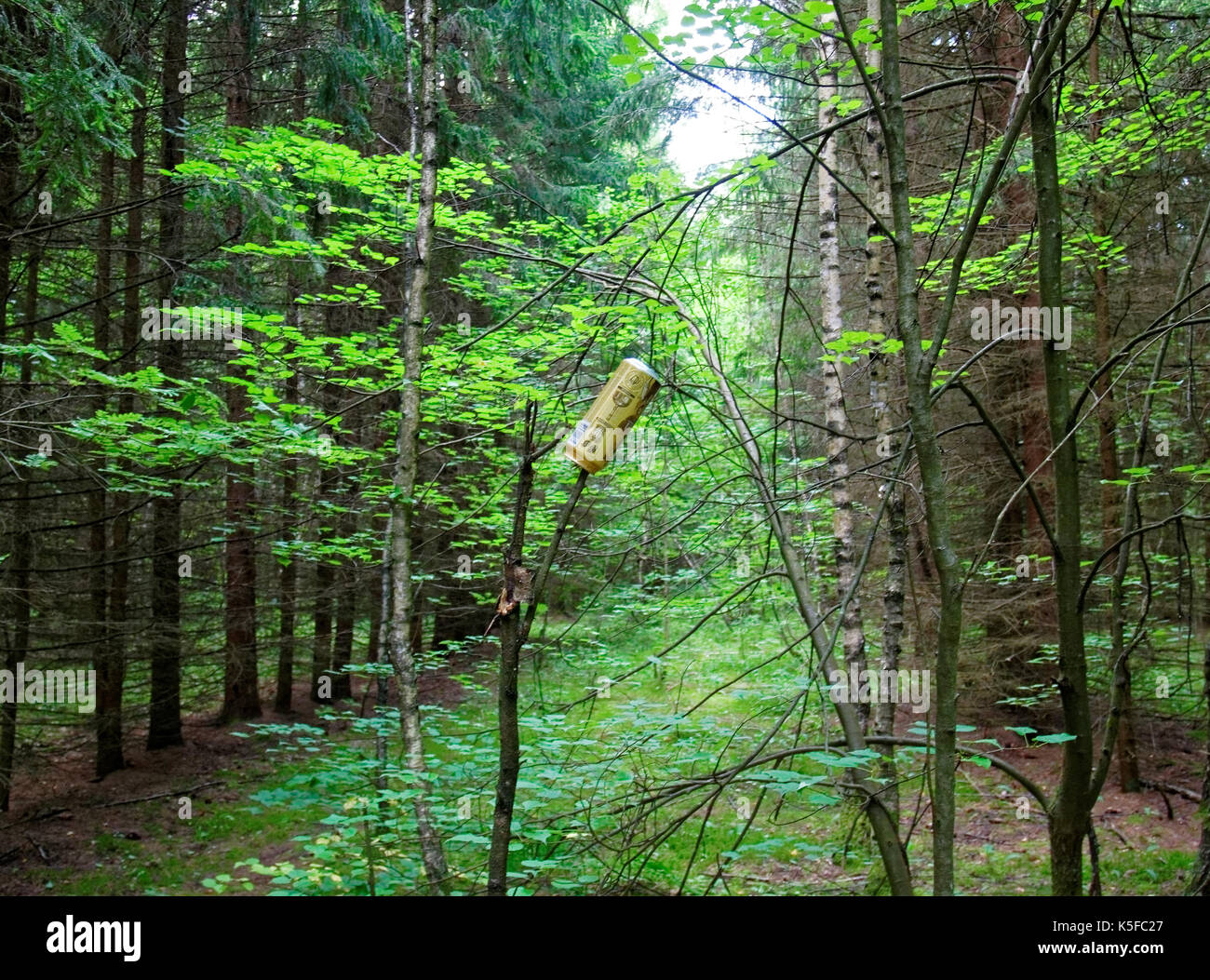 Canettes de bière vides laissés dans les bois, Russie Banque D'Images