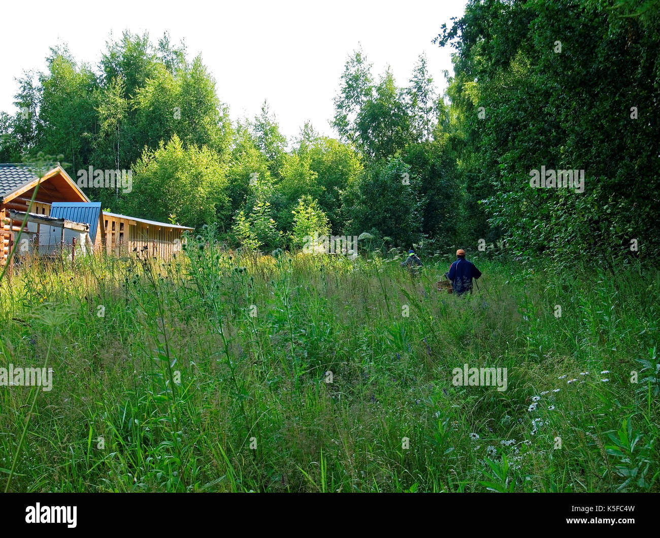 Les ramasseurs de champignons ramasser des champignons dans la forêt russe, oblast de Toula Banque D'Images