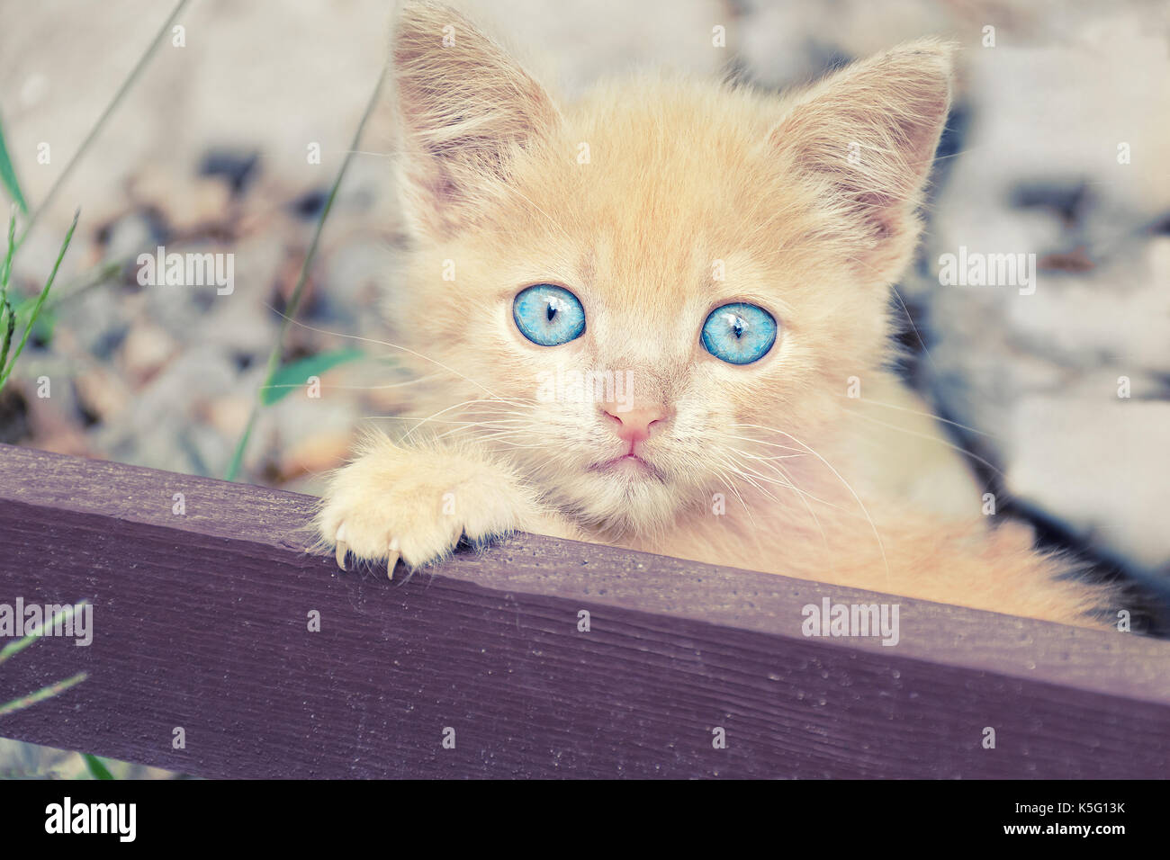 Charmant petit chaton de couleur pêche avec des yeux bleus a mis sa patte sur la clôture Banque D'Images