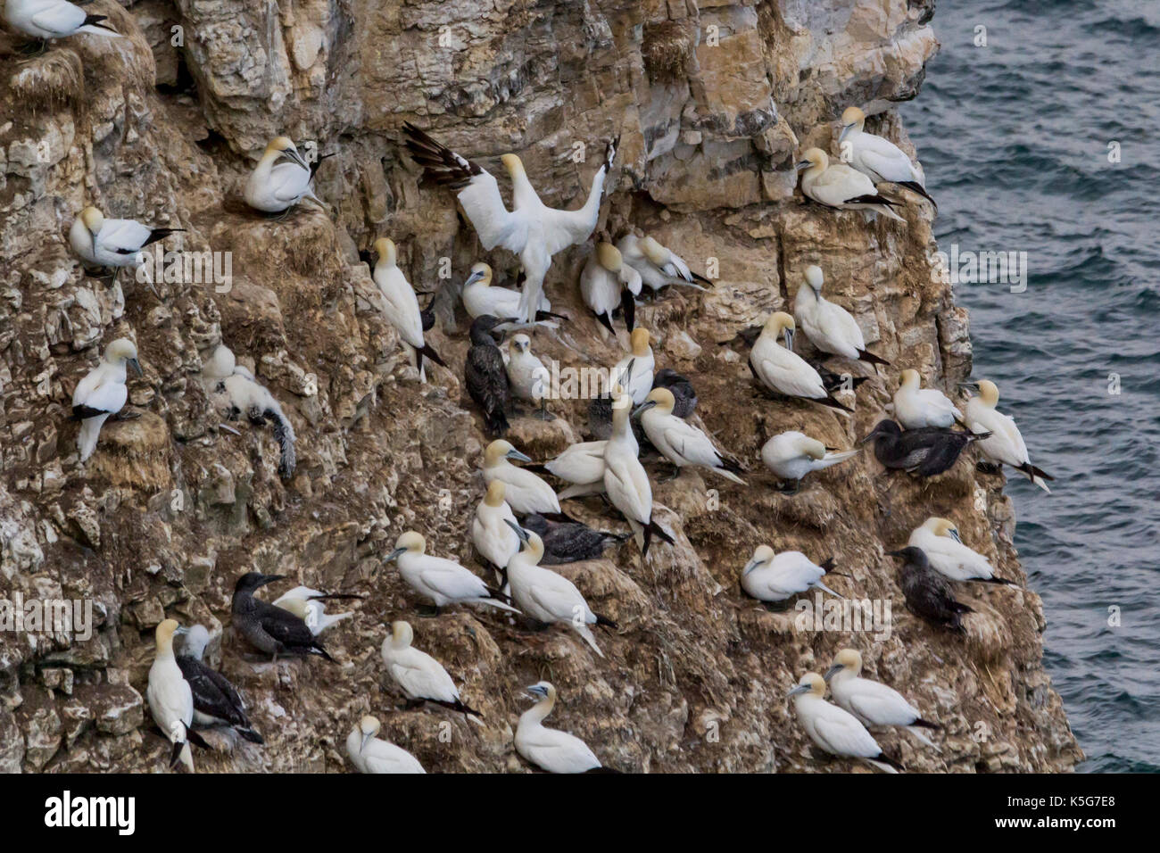 L'atterrissage à bassan sur site de nidification de la falaise entre les grands groupes d'oiseaux Banque D'Images