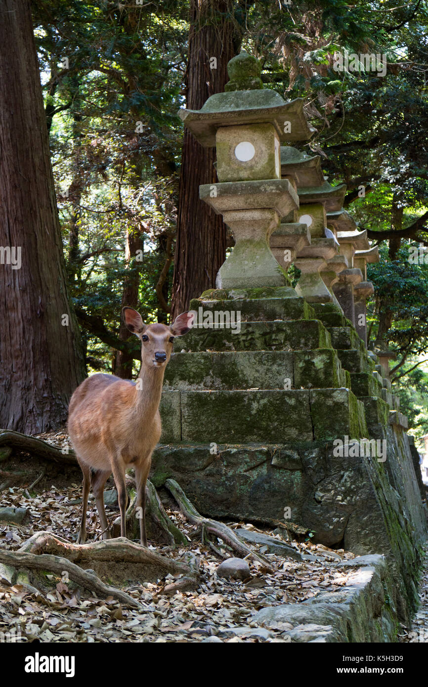 Nara - Japon, mai 29, 2017 : deer me demande librement près de lanternes en pierre dans le parc à la Kasuga Taisha Temple Banque D'Images